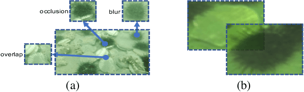 Figure 1 for RoIMix: Proposal-Fusion among Multiple Images for Underwater Object Detection