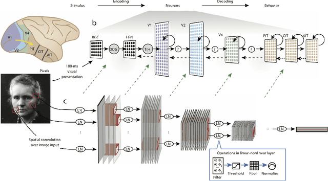 Figure 4 for Artificial neural networks for neuroscientists: A primer