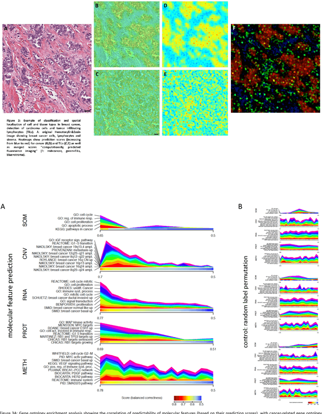 Figure 2 for Towards computational fluorescence microscopy: Machine learning-based integrated prediction of morphological and molecular tumor profiles