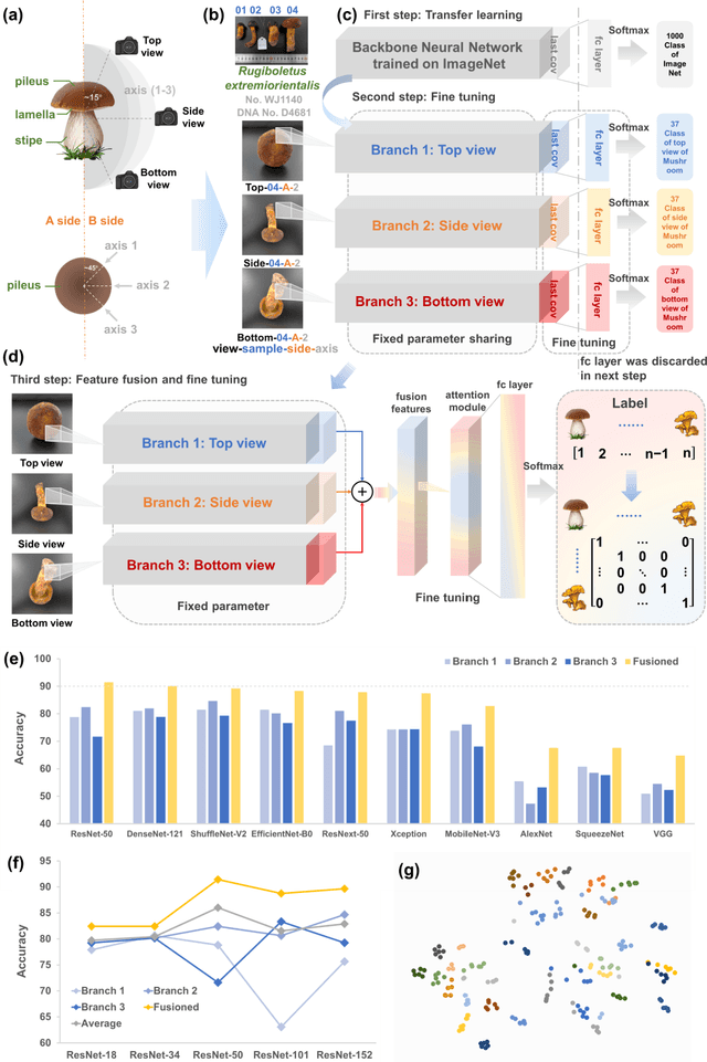 Figure 1 for Taxonomy and evolution predicting using deep learning in images