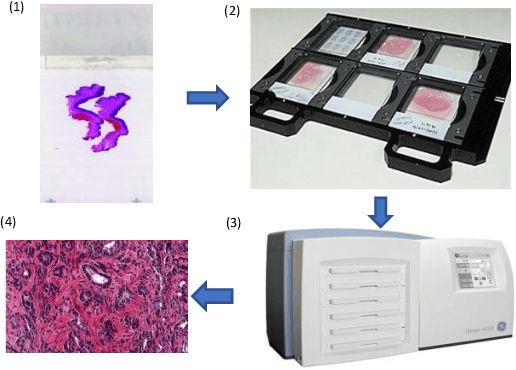 Figure 1 for A Comprehensive Review of Computer-aided Whole-slide Image Analysis: from Datasets to Feature Extraction, Segmentation, Classification, and Detection Approaches