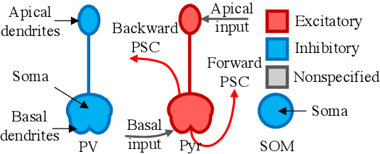 Figure 1 for A Computational Framework of Cortical Microcircuits Approximates Sign-concordant Random Backpropagation