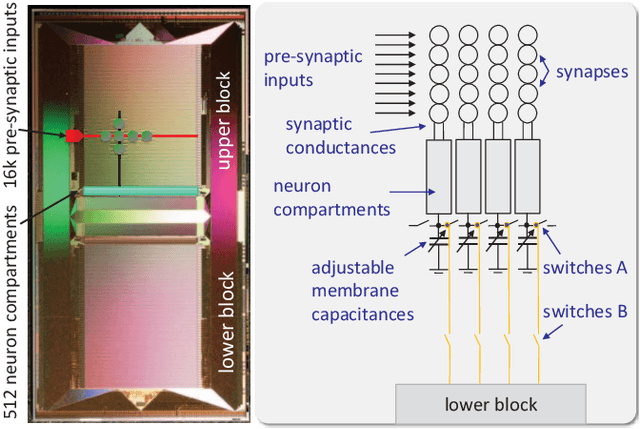 Figure 1 for An Accelerated Analog Neuromorphic Hardware System Emulating NMDA- and Calcium-Based Non-Linear Dendrites