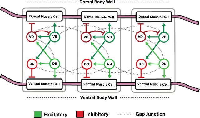 Figure 1 for Biological connectomes as a representation for the architecture of artificial neural networks