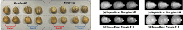 Figure 1 for Maize Haploid Identification via LSTM-CNN and Hyperspectral Imaging Technology