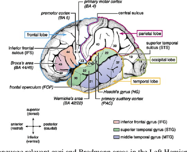 Figure 1 for Connecting Neural Response measurements & Computational Models of language: a non-comprehensive guide
