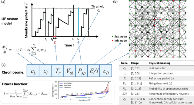 Figure 1 for Evolving spiking neuron cellular automata and networks to emulate in vitro neuronal activity