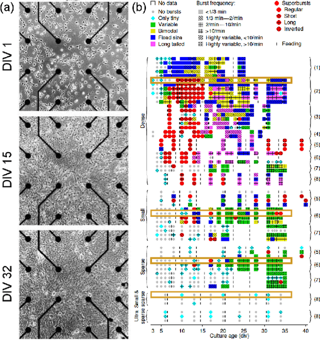 Figure 2 for Evolving spiking neuron cellular automata and networks to emulate in vitro neuronal activity