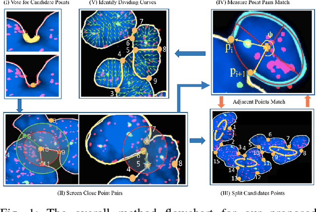 Figure 1 for Clumped Nuclei Segmentation with Adjacent Point Match and Local Shape based Intensity Analysis for Overlapped Nuclei in Fluorescence In-Situ Hybridization Images