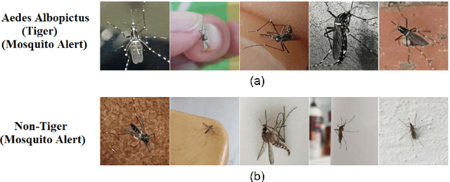 Figure 3 for On the use of uncertainty in classifying Aedes Albopictus mosquitoes