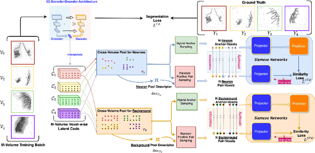 Figure 1 for Voxel-wise Cross-Volume Representation Learning for 3D Neuron Reconstruction