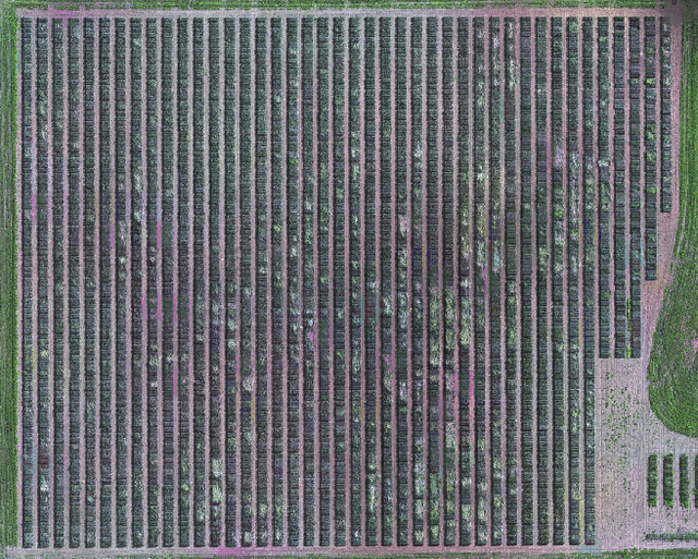 Figure 1 for Crop Lodging Prediction from UAV-Acquired Images of Wheat and Canola using a DCNN Augmented with Handcrafted Texture Features