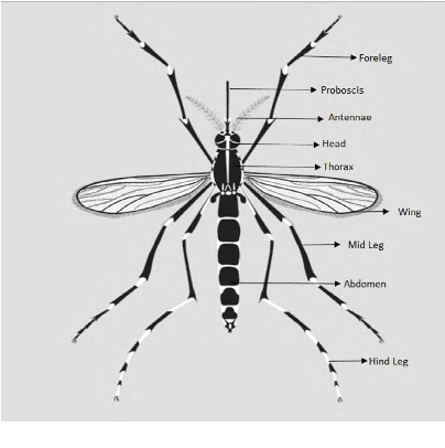 Figure 3 for A deep convolutional neural network for classification of Aedes albopictus mosquitoes