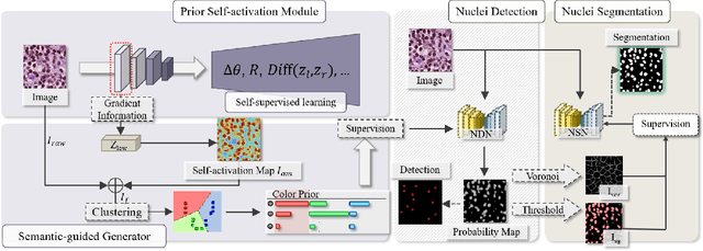 Figure 3 for Unsupervised Dense Nuclei Detection and Segmentation with Prior Self-activation Map For Histology Images