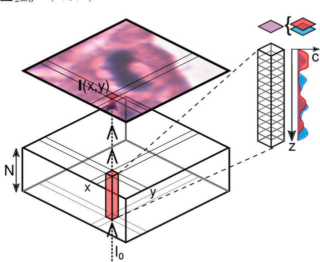 Figure 1 for Inferring a Third Spatial Dimension from 2D Histological Images