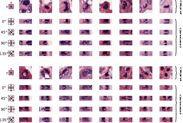 Figure 4 for Inferring a Third Spatial Dimension from 2D Histological Images
