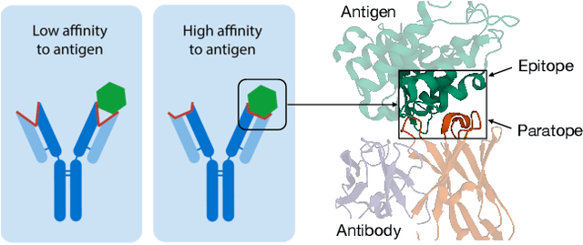 Figure 1 for Antibody-Antigen Docking and Design via Hierarchical Equivariant Refinement