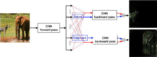 Figure 4 for Understanding Individual Decisions of CNNs via Contrastive Backpropagation