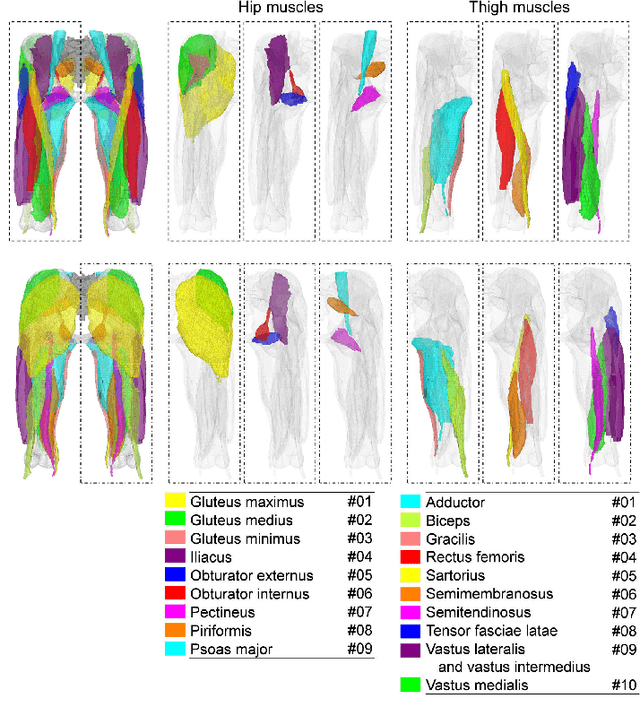 Figure 2 for Automated Muscle Segmentation from Clinical CT using Bayesian U-Net for Personalization of a Musculoskeletal Model