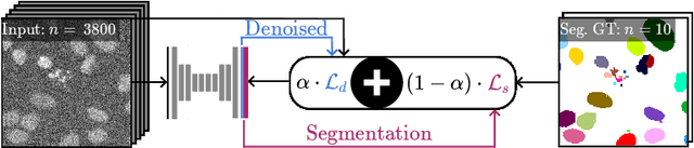 Figure 1 for DenoiSeg: Joint Denoising and Segmentation