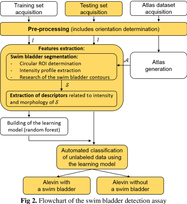 Figure 3 for Atlas-based automated detection of swim bladder in Medaka embryo