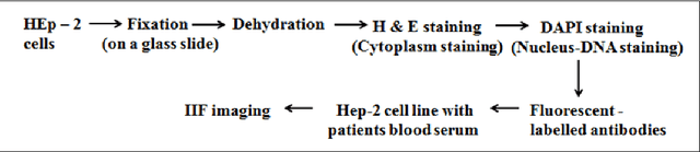 Figure 3 for Role of Class-specific Features in Various Classification Frameworks for Human Epithelial (HEp-2) Cell Images