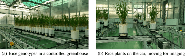 Figure 1 for Image-based phenotyping of diverse Rice (Oryza Sativa L.) Genotypes