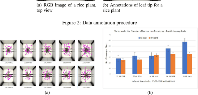 Figure 2 for Image-based phenotyping of diverse Rice (Oryza Sativa L.) Genotypes