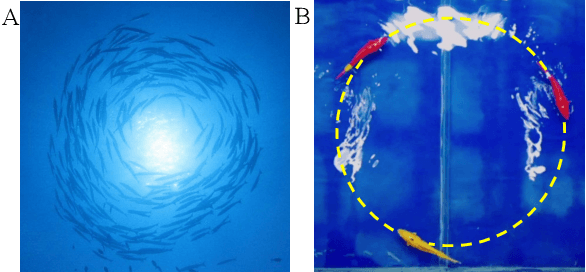 Figure 1 for Decentralized Circle Formation Control for Fish-like Robots in the Real-world via Reinforcement Learning