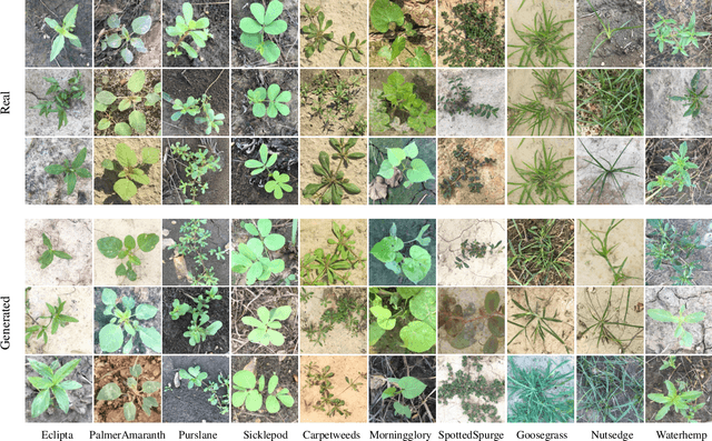 Figure 4 for Deep Data Augmentation for Weed Recognition Enhancement: A Diffusion Probabilistic Model and Transfer Learning Based Approach