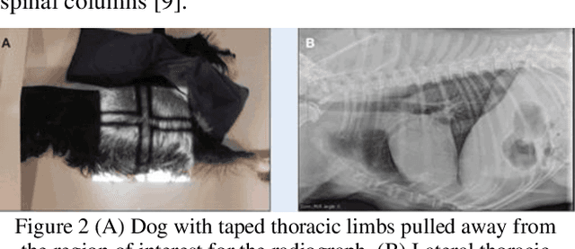 Figure 2 for Lightweight Combinational Machine Learning Algorithm for Sorting Canine Torso Radiographs