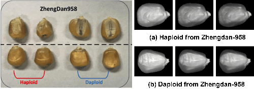 Figure 1 for Hyperspectral Imaging Technology and Transfer Learning Utilized in Identification Haploid Maize Seeds