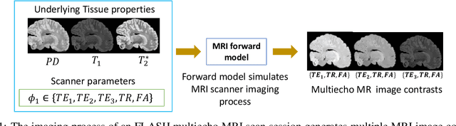 Figure 1 for Unsupervised learning of MRI tissue properties using MRI physics models