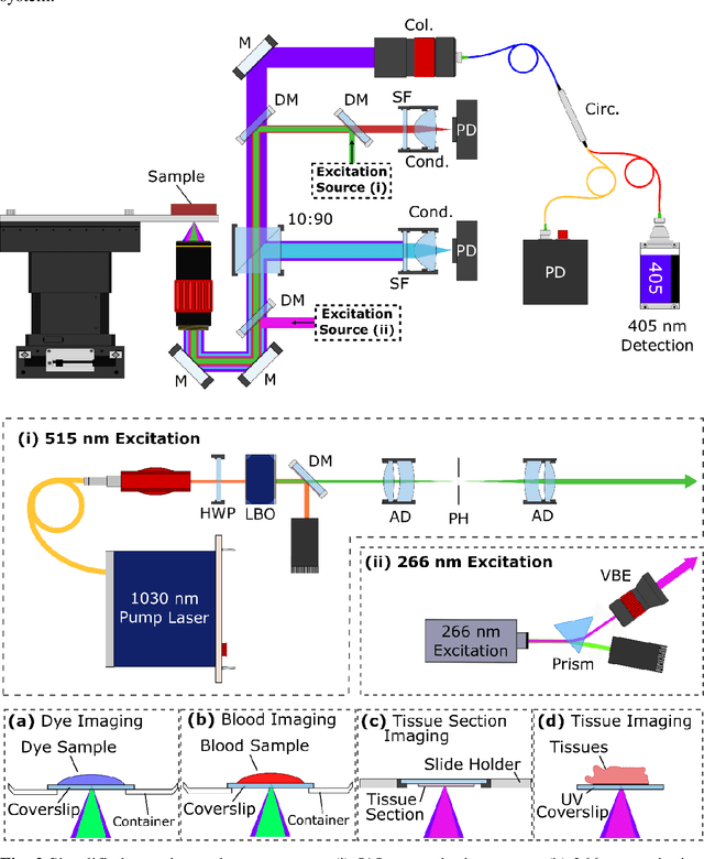 Figure 2 for Label-free virtual Hematoxylin and Eosin (H&E) staining using second generation Photoacoustic Remote Sensing (PARS)