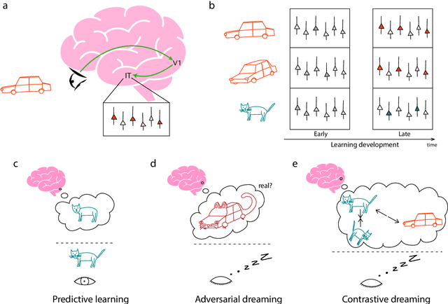 Figure 1 for Learning beyond sensations: how dreams organize neuronal representations