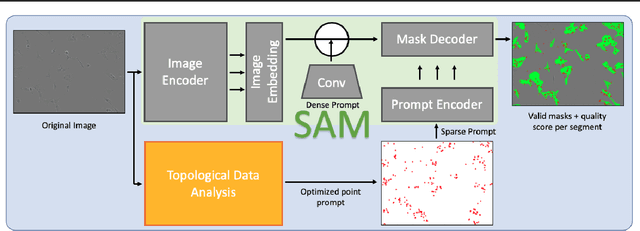 Figure 1 for Topological Data Analysis Guided Segment Anything Model Prompt Optimization for Zero-Shot Segmentation in Biological Imaging