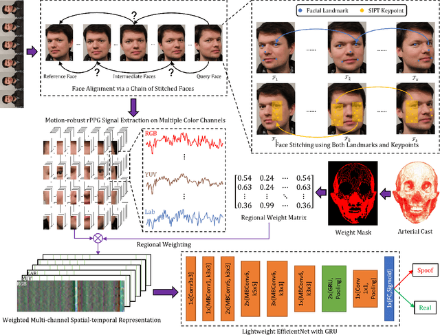 Figure 2 for Mask Attack Detection Using Vascular-weighted Motion-robust rPPG Signals