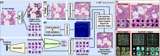 Figure 4 for Cross-domain Microscopy Cell Counting by Disentangled Transfer Learning