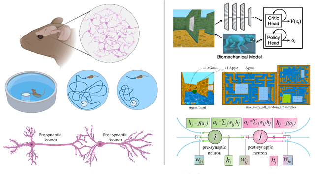 Figure 2 for Brain-inspired learning in artificial neural networks: a review