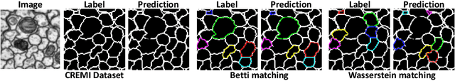 Figure 2 for Topologically faithful image segmentation via induced matching of persistence barcodes