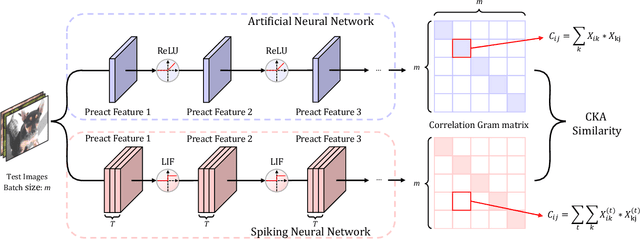 Figure 1 for Uncovering the Representation of Spiking Neural Networks Trained with Surrogate Gradient