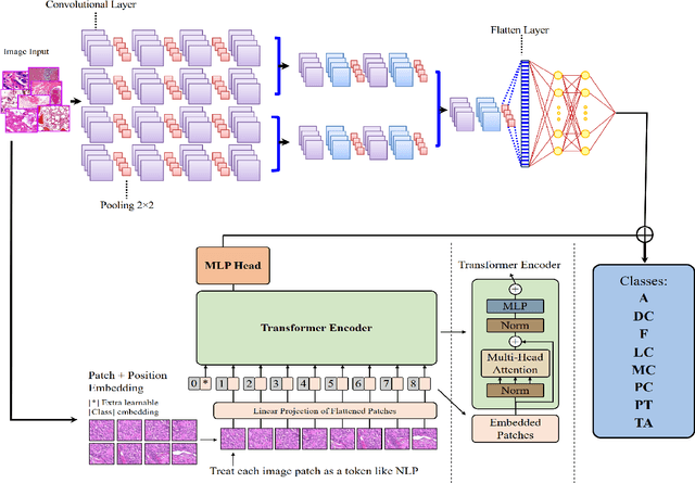 Figure 2 for MultiNet with Transformers: A Model for Cancer Diagnosis Using Images