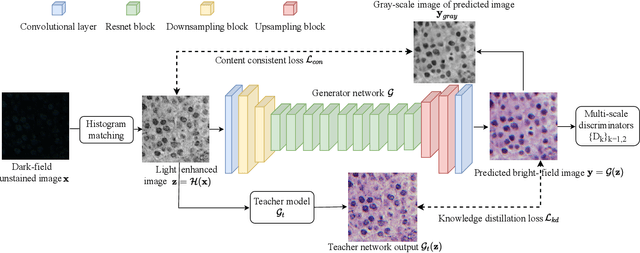 Figure 3 for Unsupervised Deep Digital Staining For Microscopic Cell Images Via Knowledge Distillation