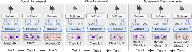 Figure 1 for A Continual Learning Approach for Cross-Domain White Blood Cell Classification