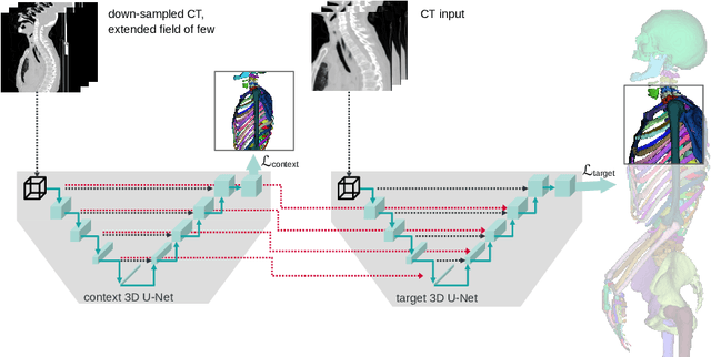 Figure 1 for Improved distinct bone segmentation in upper-body CT through multi-resolution networks