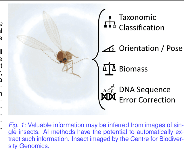 Figure 1 for Machine Learning Challenges of Biological Factors in Insect Image Data