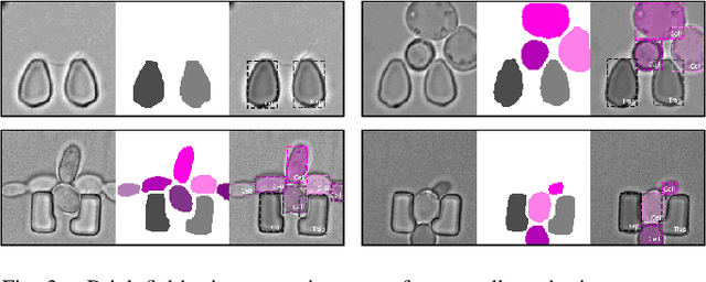Figure 3 for An Instance Segmentation Dataset of Yeast Cells in Microstructures