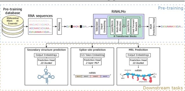 Figure 1 for RiNALMo: General-Purpose RNA Language Models Can Generalize Well on Structure Prediction Tasks