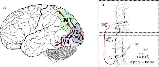 Figure 1 for Learning efficient backprojections across cortical hierarchies in real time