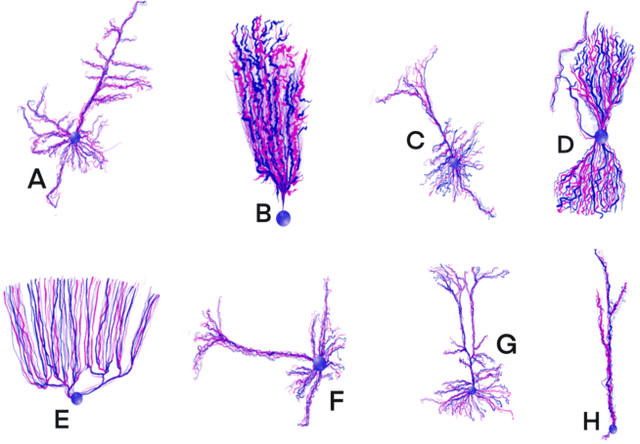 Figure 3 for Towards NeuroAI: Introducing Neuronal Diversity into Artificial Neural Networks